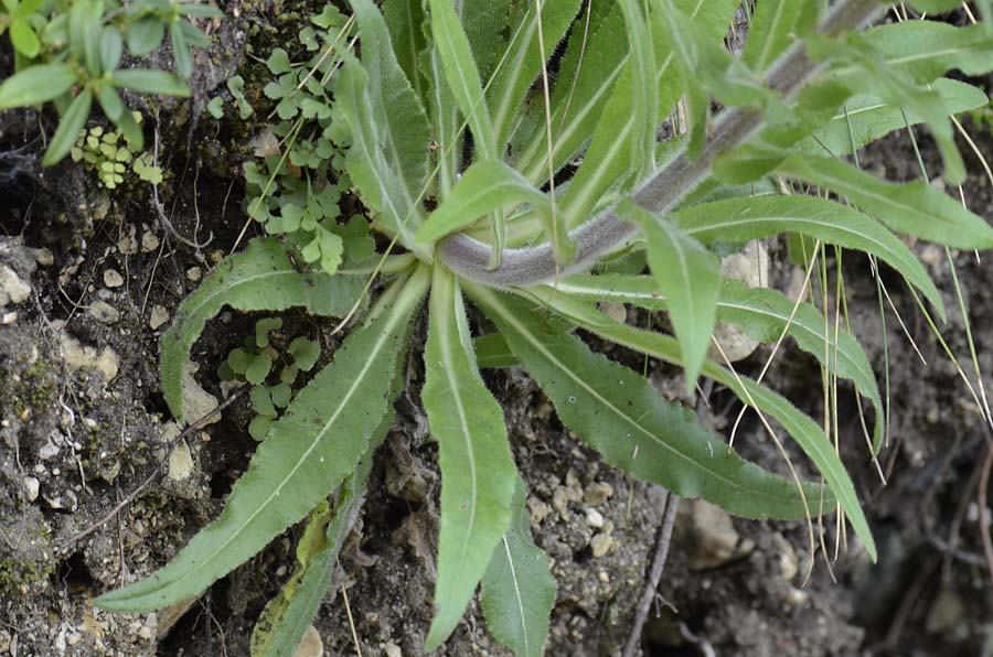 Campanula spicata  / Campanula spigata